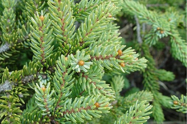 2krn cc что это