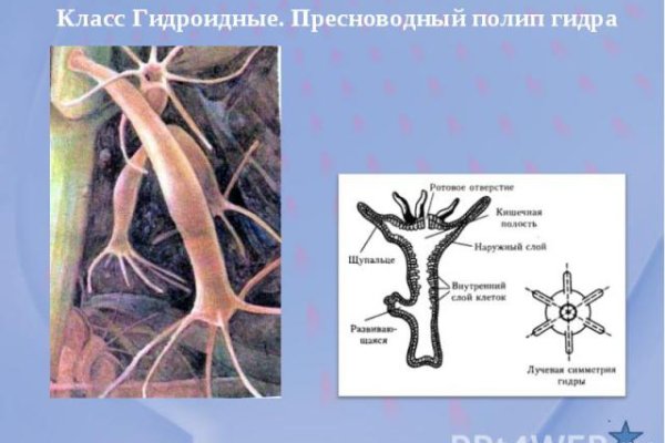 Кракен 17 точка ат