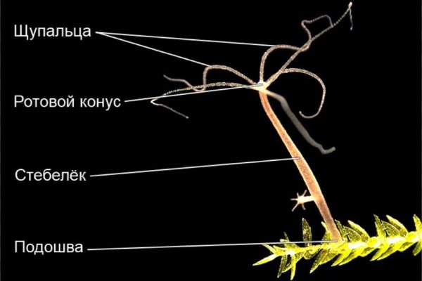 Актуальные ссылки на кракен тор